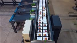 Multi-Lane Produce Sorter
