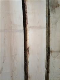 White Maple Furniture Wood (2.2m-3.5m)