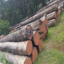 55' Teak Wood Round Lumber