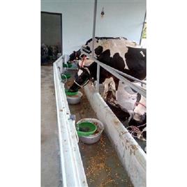 Livestock Drinking Bowl