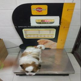 General Purpose Animal Weighing Machine