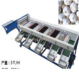 Automated Garlic Sorter