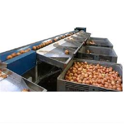 Automatic Vegetable Grading Machine