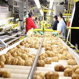 Automated Potato Sizing System, 5 Ton