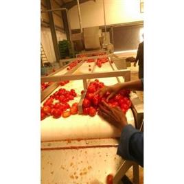 Automatic Tomato Paste Production Machine