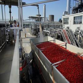 Automated Tomato Pulp Equipment