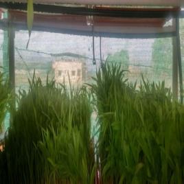 Hydroponic Fodder Machine