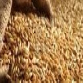 Premium Barley Grain