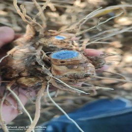 Black Turmeric Fingers, 25kg