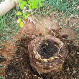 Organic Cow Dung Pot