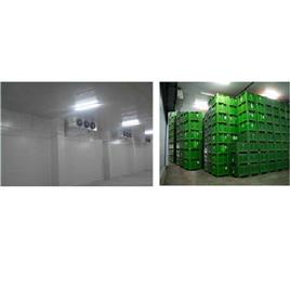 Cold Banana Ripening Chamber Equipment