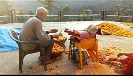 Mini Corn Maize Sheller Device, Single Phase