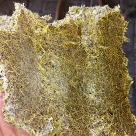 Cotton Seed Cake Meal