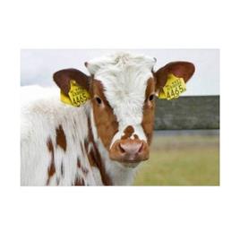 Livestock PVC Ear Tag
