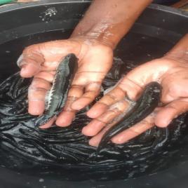 Black Murrel Fish Seed (Korameenu)