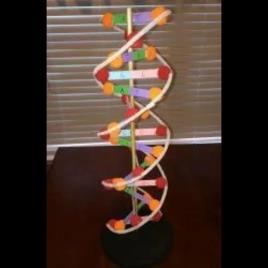 DNA Model