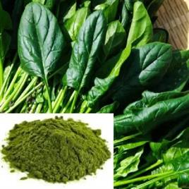 Dried Palak Powder