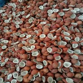 Dried Coconut Kernel