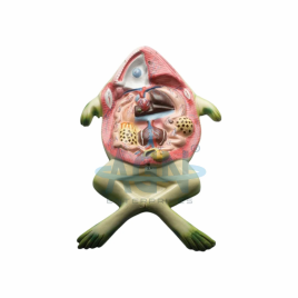 Fiberglass Frog Display Model