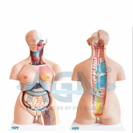 Fiberglass Torso Model (Magnetic), 70cm