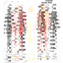 Fibre Nervous System Model