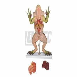 OPTEC Biology Frog Dissection Model