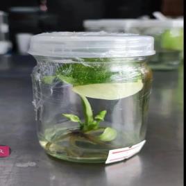 Glass Tissue Culture Bottle