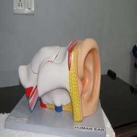 Dissectible Human Ear Model