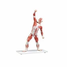 Human Muscular Figure Model