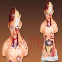 Female Anatomical Torso