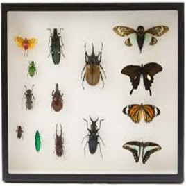 Insect Specimen Display Case