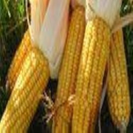 Maize Grains