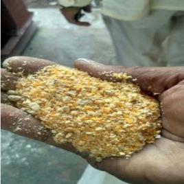 Corn Meal