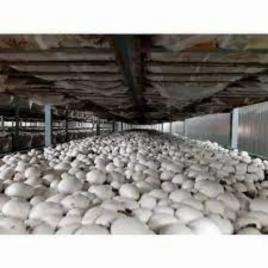 Mushroom Farming Enclosure