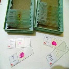 Laboratory Microscope Slides