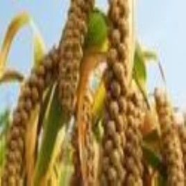 Millet