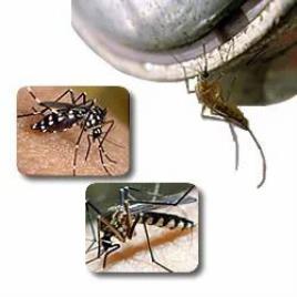 Insect Control Solution