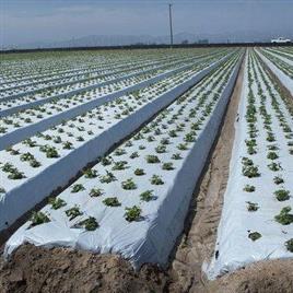 LDPE Mulch Film