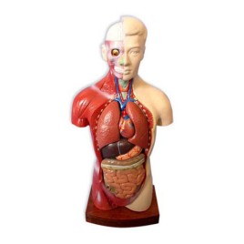 Removable Parts Human Torso Model
