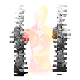 Removable Parts Full Size Human Torso Model