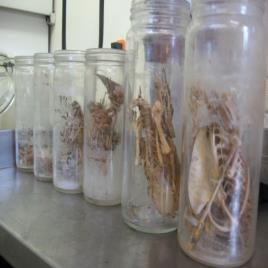 General Purpose Specimen Jar