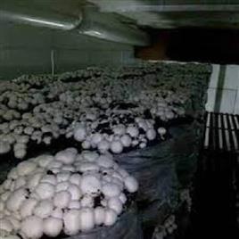 Automated Mushroom Cultivation Chamber