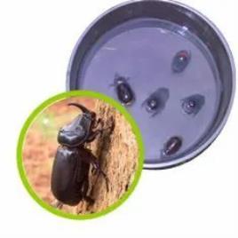 Pheromone Lure Fly Traps