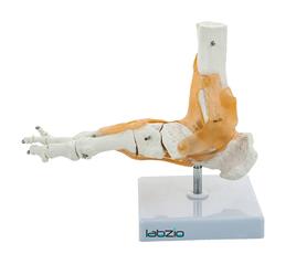 PVC Ankle Joint