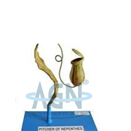 NEPENTHES Pitcher Plant Model