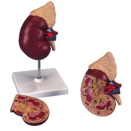 Plastic and Fibre Kidney Model on Stand