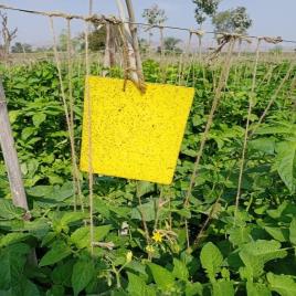 Agriculture Yellow Sticky Housefly Traps (6x4 inch)