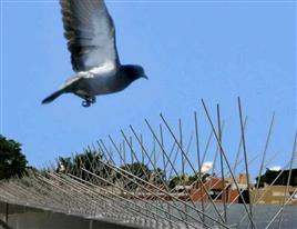 Polycarbonate Bird Spike for Buildings