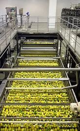 Lemon Processing Facility (Semi-Auto)