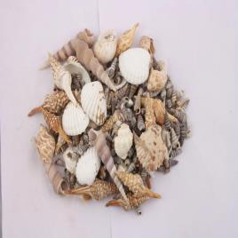 Natural Shells Decoration Mix, Packet